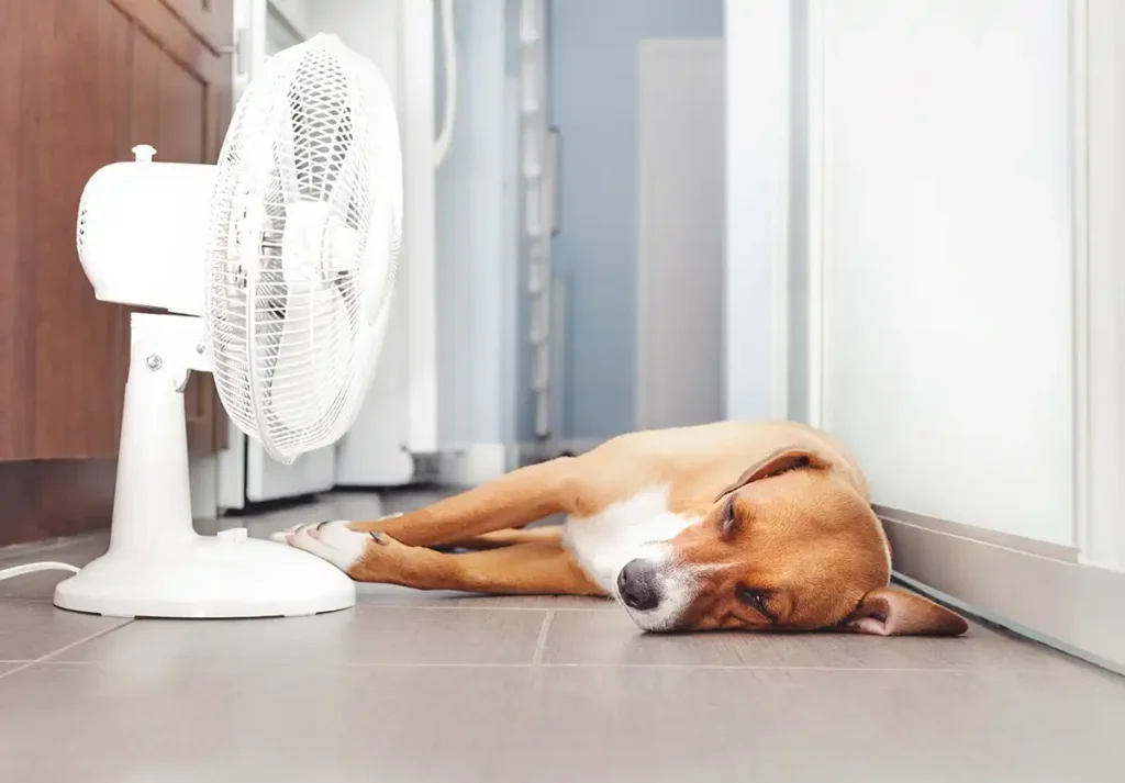Pet Odors & Summer Heat: Why They Get Worse (and How to Actually Get Rid of Them)