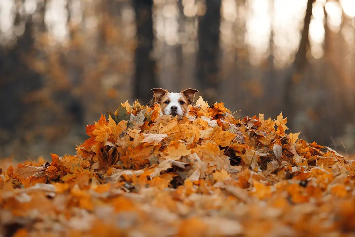 Why Fall Is the Best Time for Pet Owners to Deep Clean Carpets and Wool Rugs